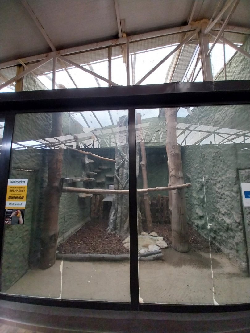 Birdhosue - Wreathed Hornbill (Rhyticeros undulatus)