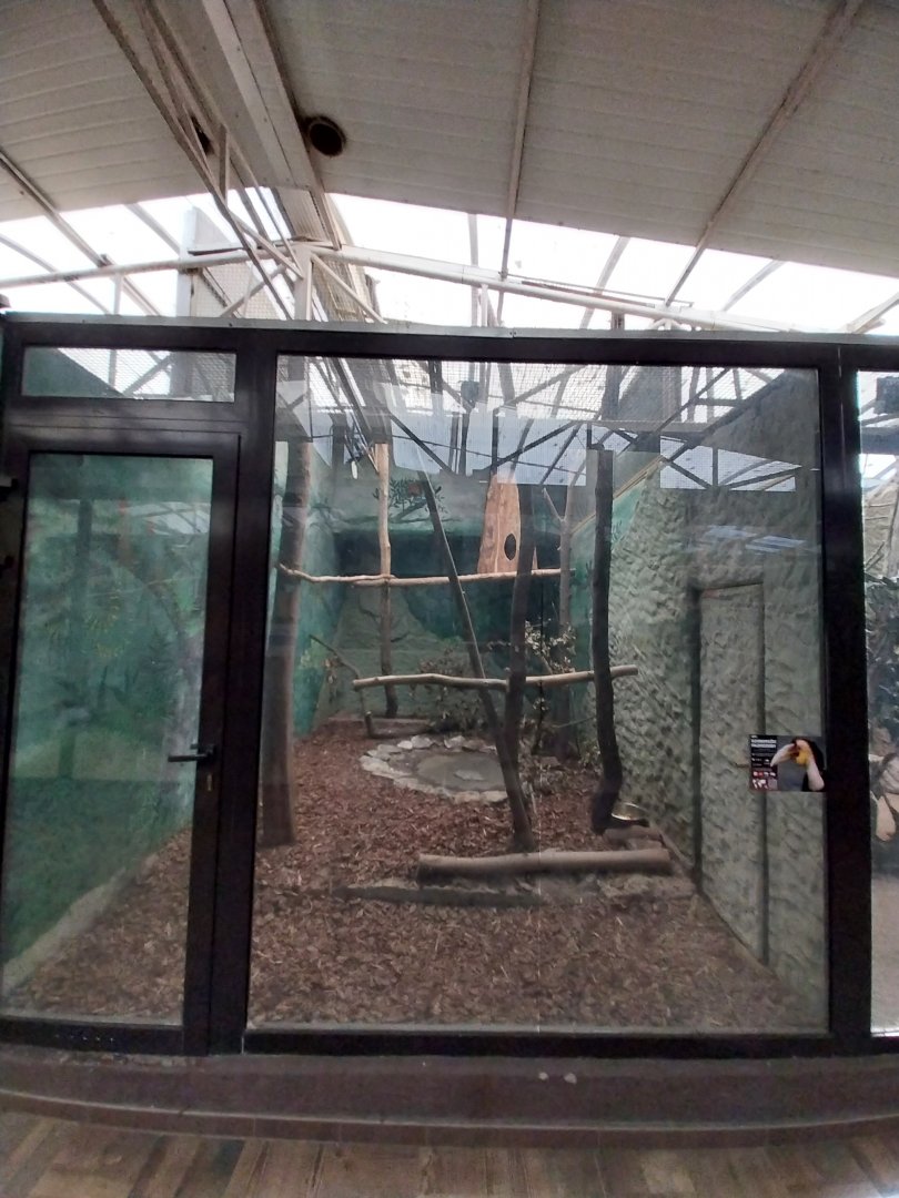 Birdhosue - Wreathed Hornbill (Rhyticeros undulatus)