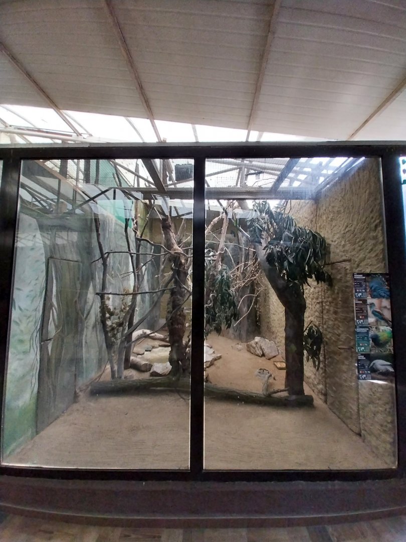 Birdhosue - Wreathed Hornbill (Rhyticeros undulatus)