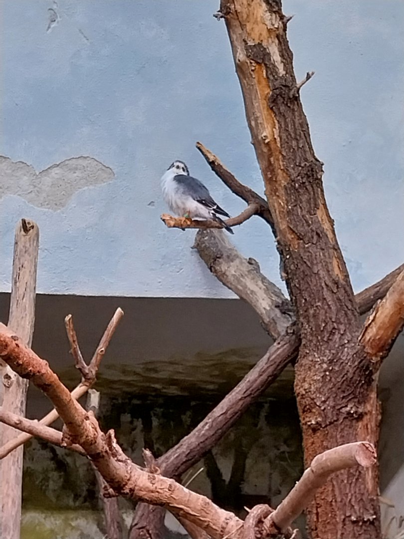 Birdhouse - African Pygmy-falcon (Polihierax semitorquatus)