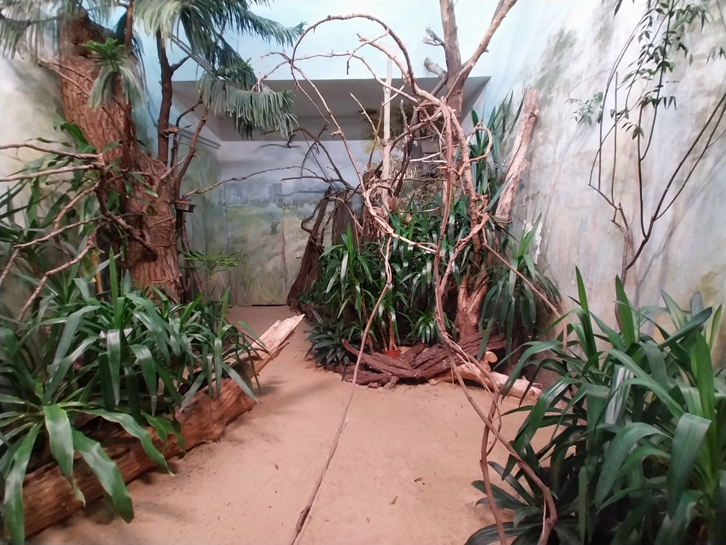 Birdhouse - African Pygmy-falcon (Polihierax semitorquatus)