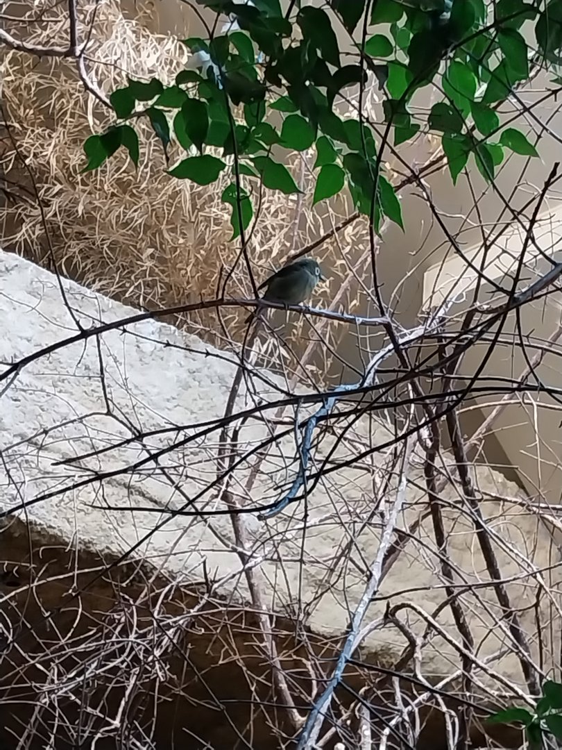 Birdhouse - African savannah - KIlimanjaro white-eye (Zosterops eurycricotus)