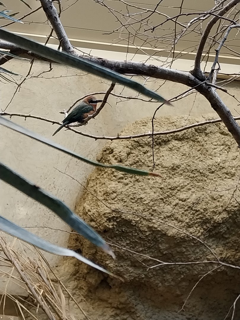 Birdhouse - African savannah - White-fronted bee-eater (Merops Bullockoides)