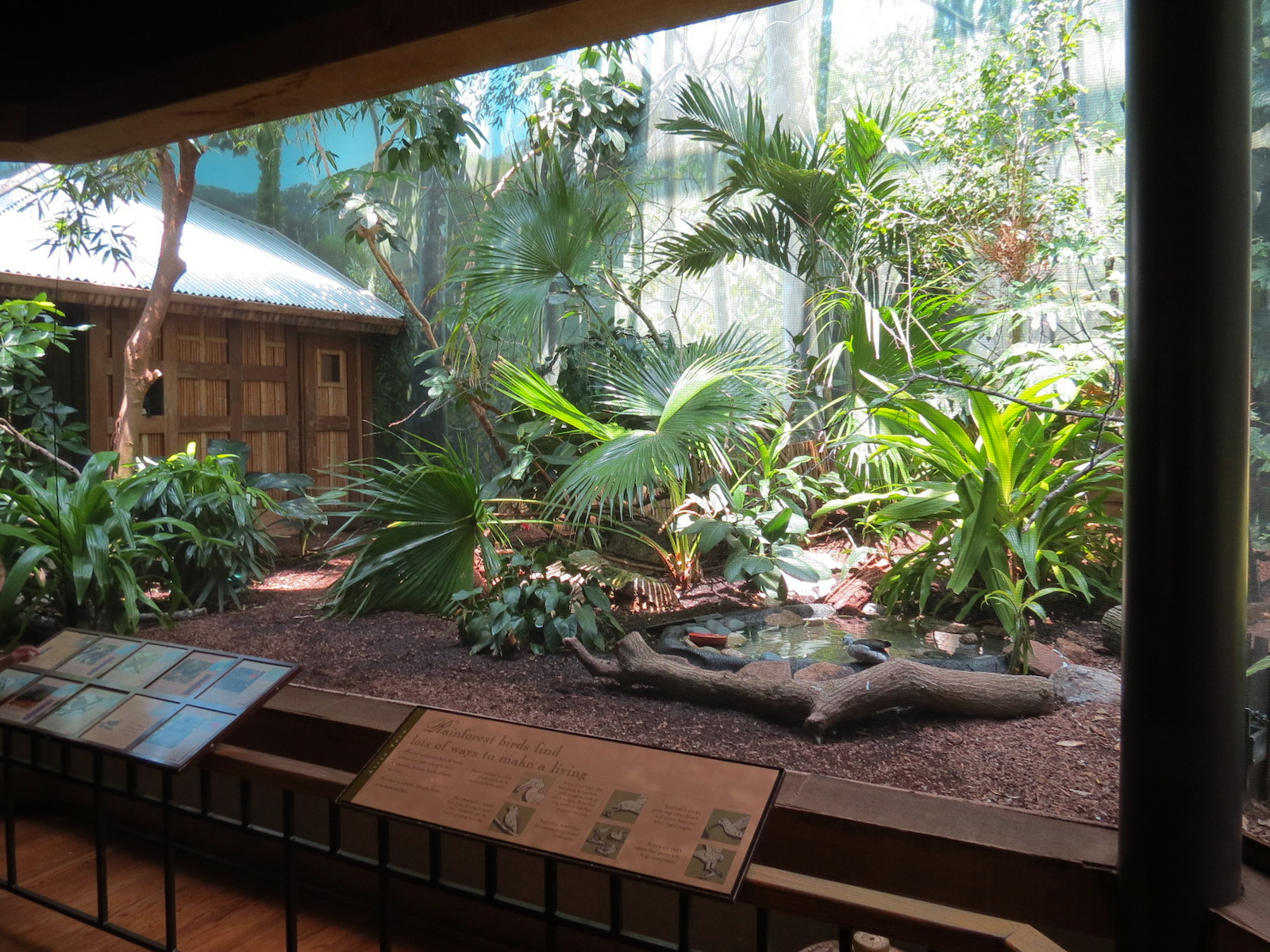 Birdhouse - Asian Trek - Black-naped Fruit Dove and Others Exhibit