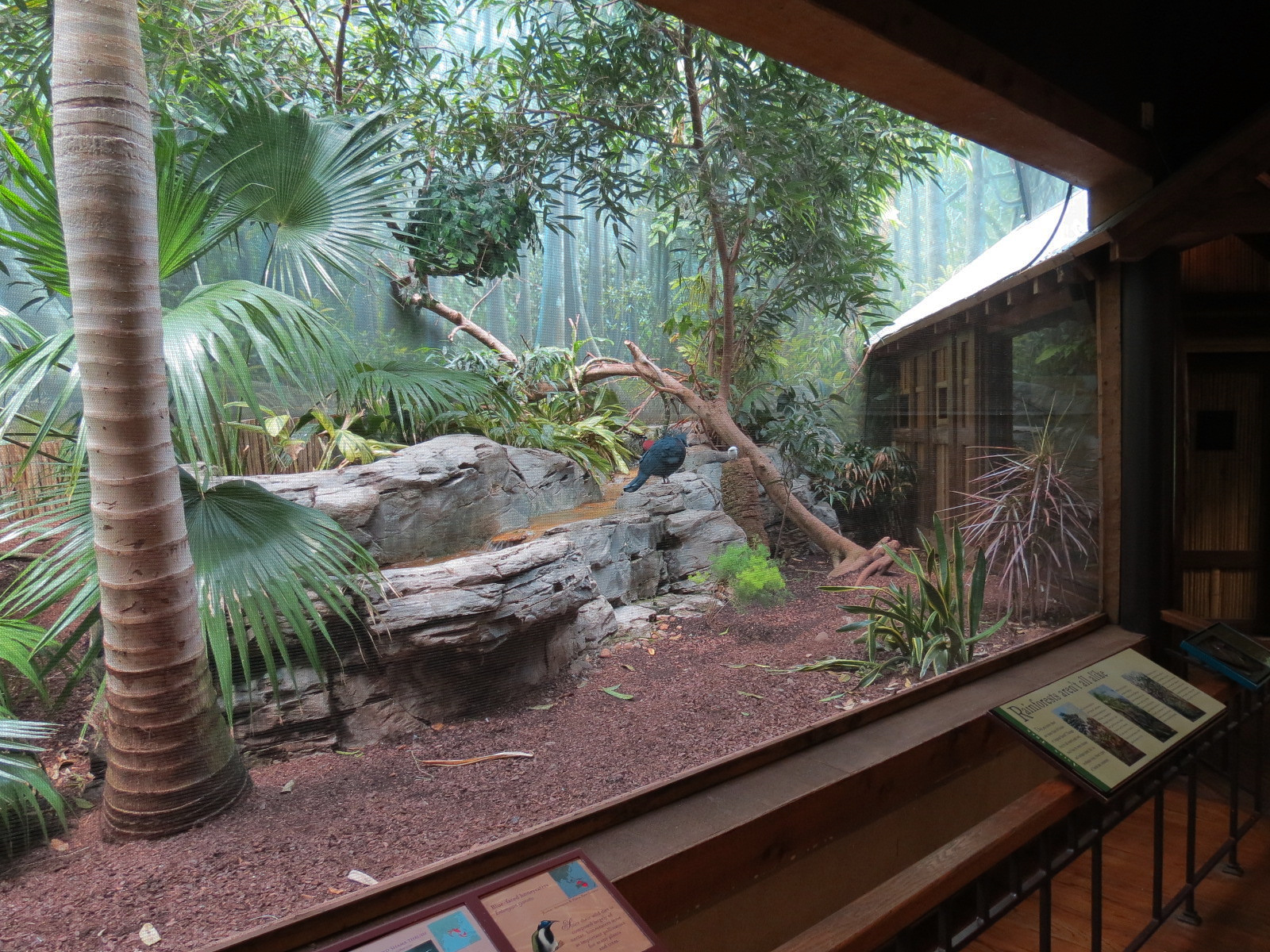 Birdhouse - Asian Trek - Victoria Crowned Pigeon and Others Exhibit