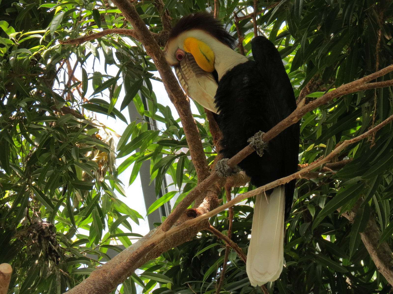 Birdhouse - Asian Trek - Wreathed Hornbill Exhibit