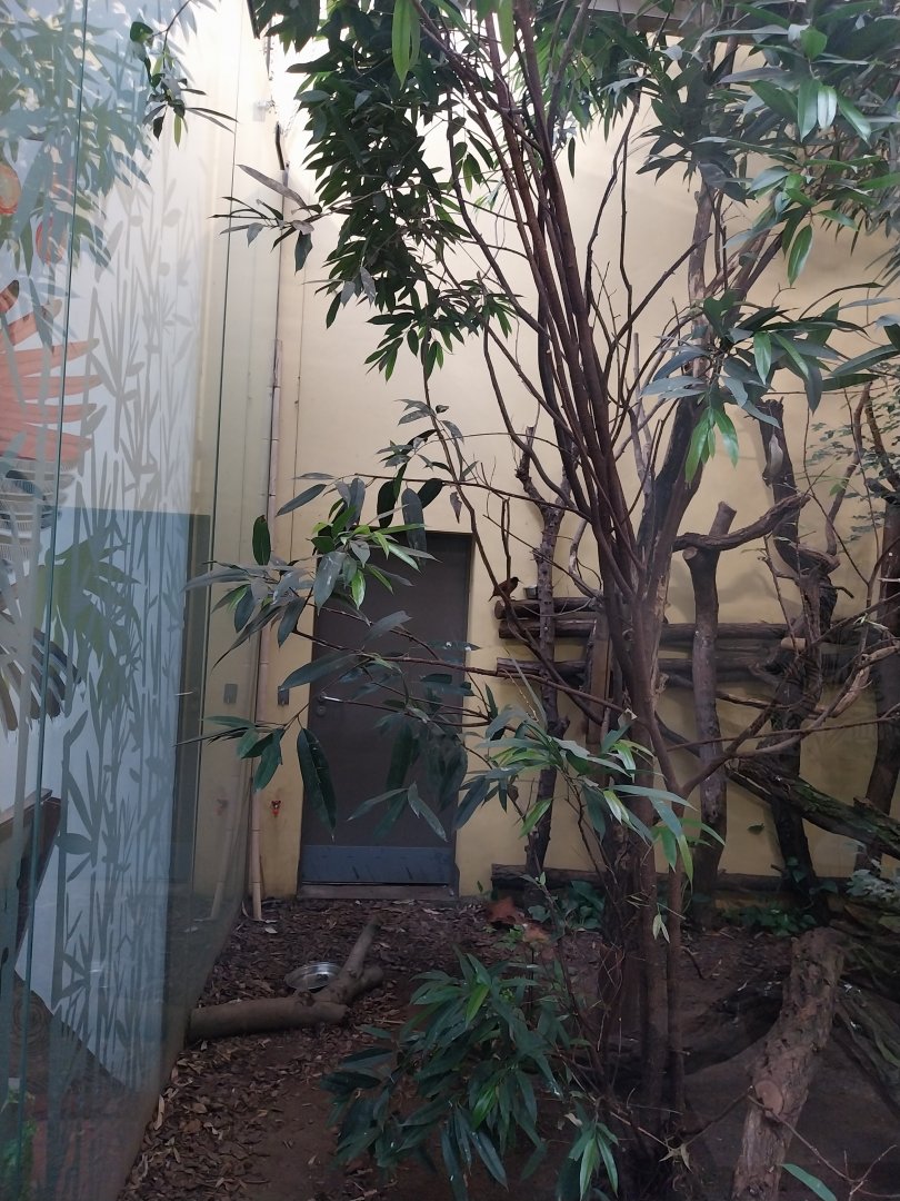 Birdhouse - Bird-of-Paradise aviary - Twelve-wired bird-of-paradise (Seleucidis melanoleuca)