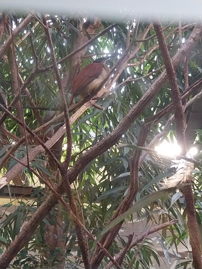 Birdhouse - Bird-of-Paradise aviary - Twelve-wired bird-of-paradise (Seleucidis melanoleuca)