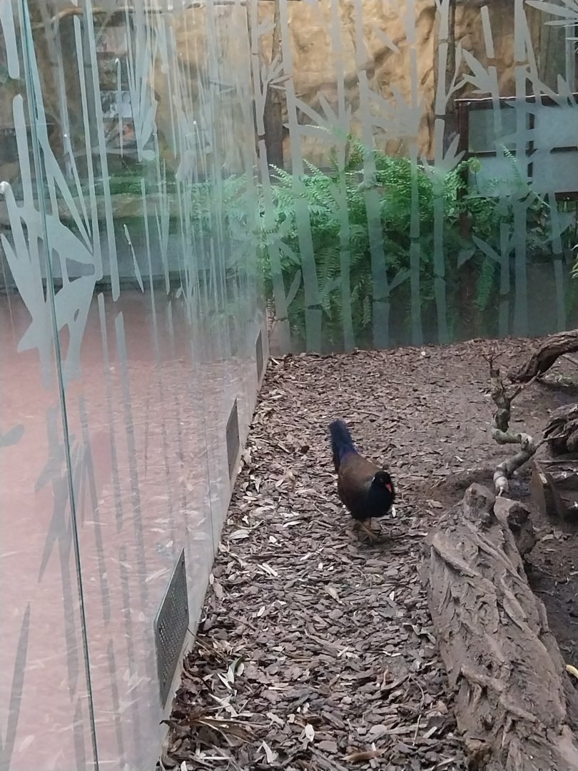 Birdhouse - Bird-of-Paradise aviary - White-naped pheasant-pigeon (Otidiphaps aruensis)