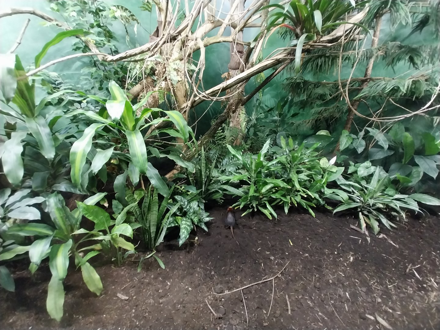 Birdhouse - Black-and-rufous Sengi (Rhynchocyon petersi) enclosure