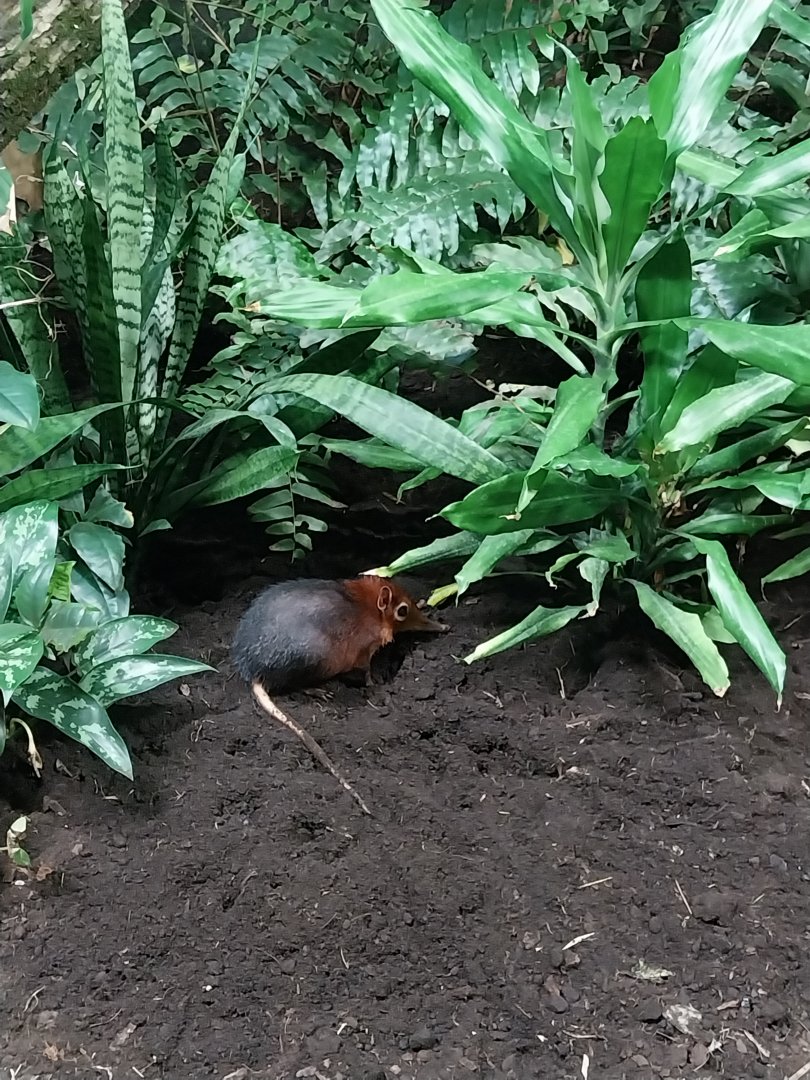 Birdhouse - Black-and-rufous Sengi (Rhynchocyon petersi) enclosure