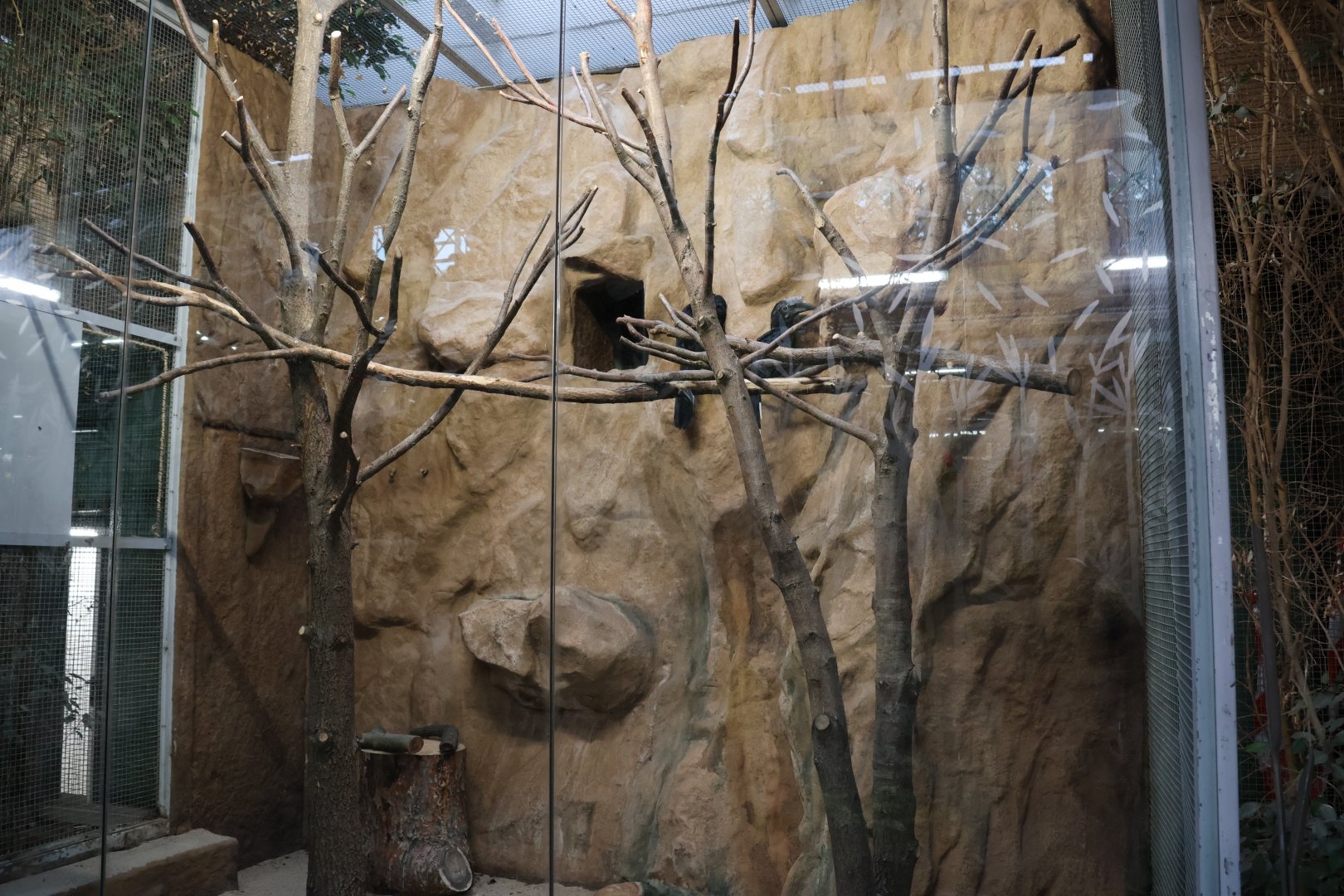 Birdhouse - Black hornbill (Anthracoceros malayanus)