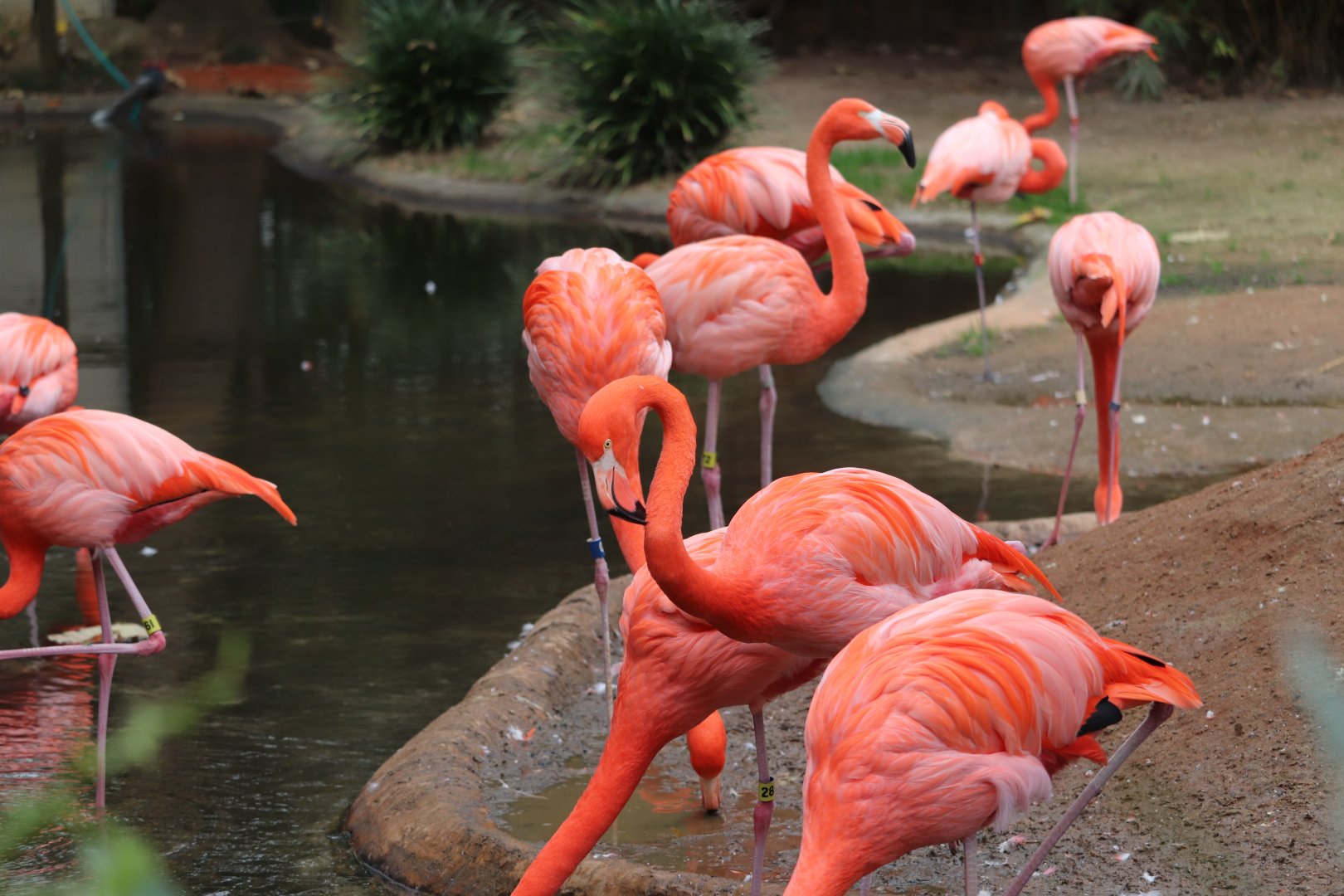 Birdhouse - Caribbean Flamingo