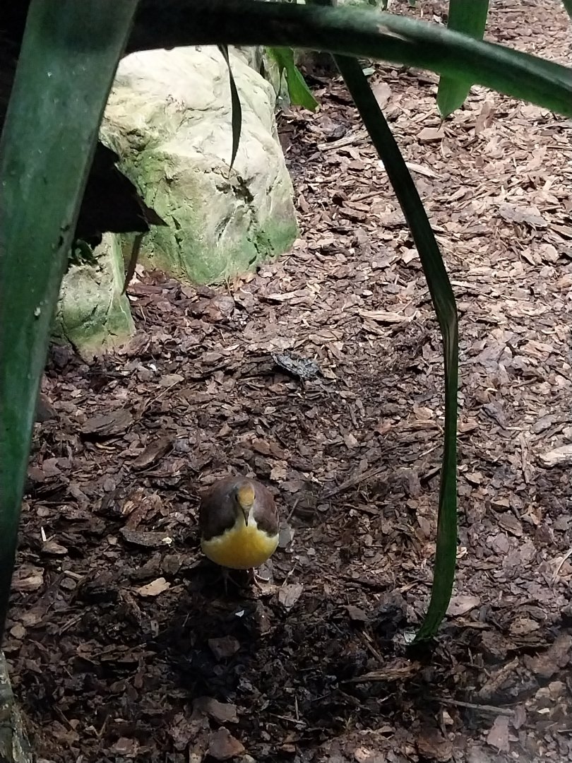 Birdhouse - Cinnamon Ground-dove (Gallicolumba rufigula)