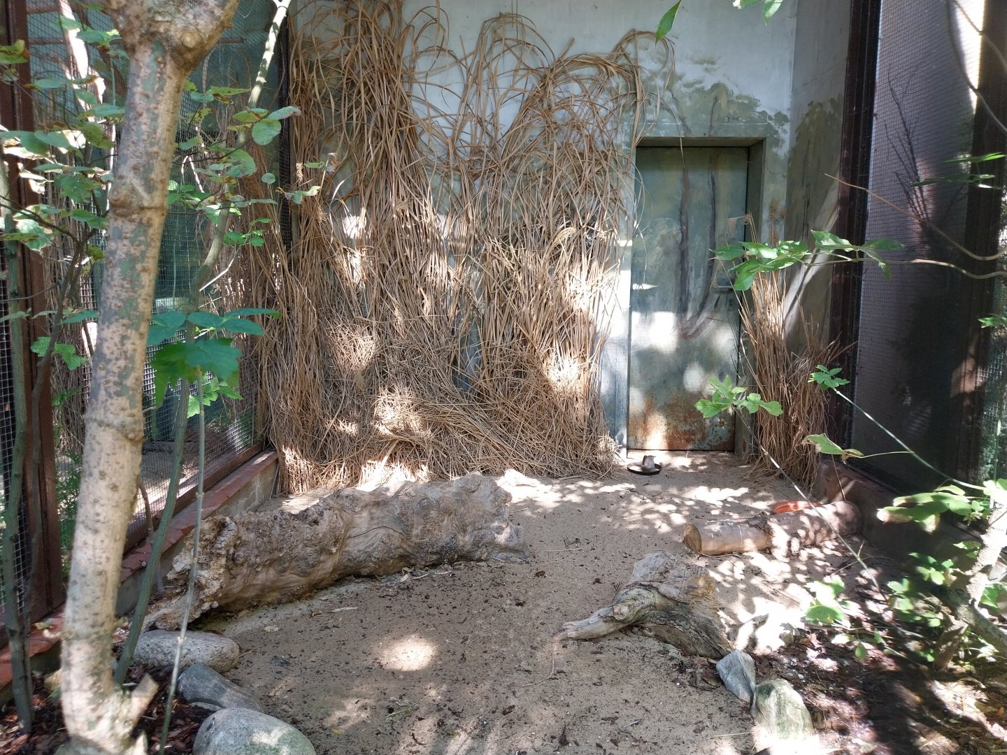 Birdhouse - Collared Pratincole (Glareola pratincola) aviary