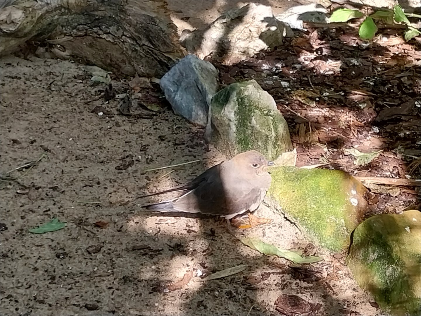 Birdhouse - Collared Pratincole (Glareola pratincola)