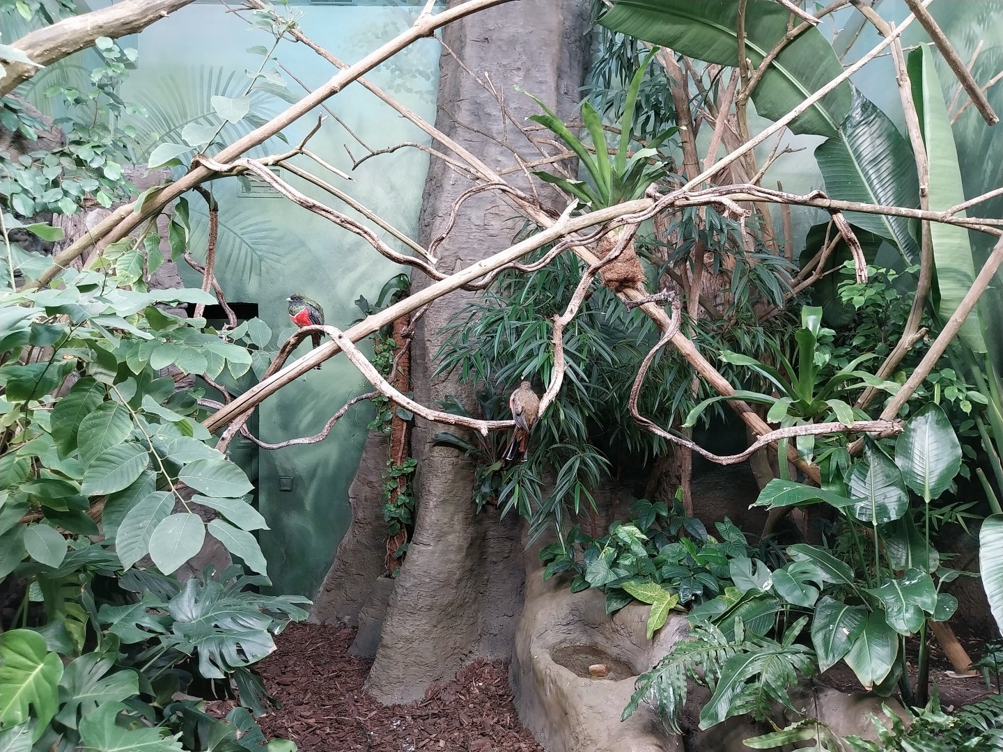Birdhouse - Collared Trogon (Trogon collaris)