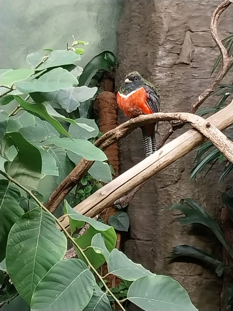Birdhouse - Collared Trogon (Trogon collaris)