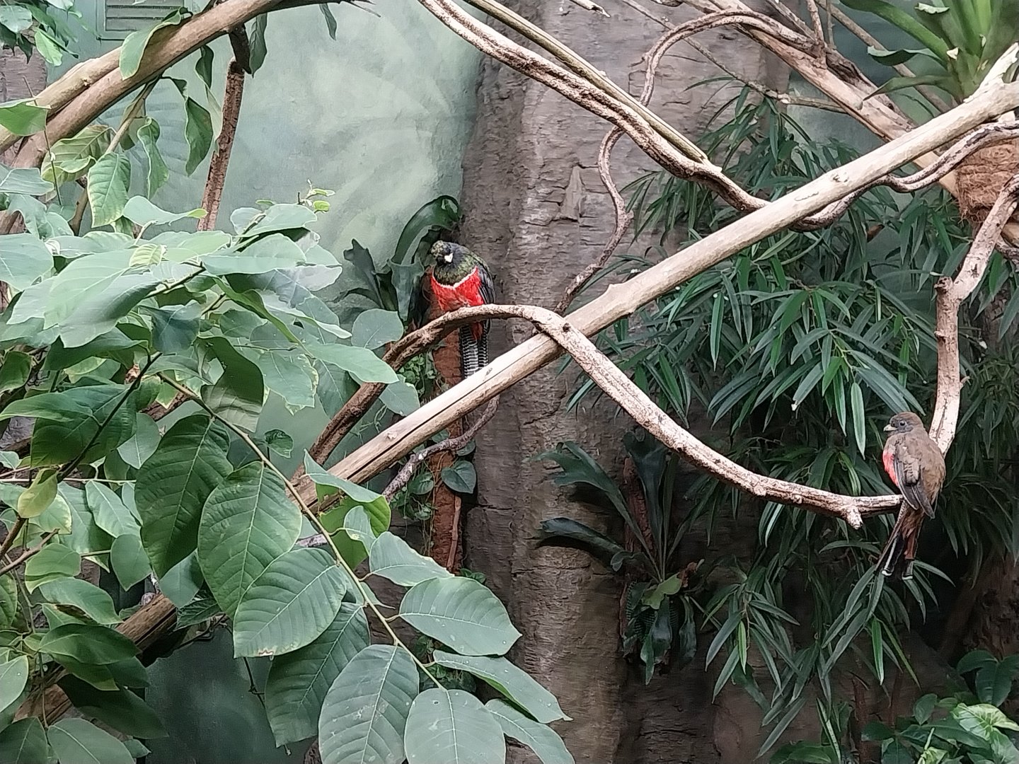 Birdhouse - Collared Trogon (Trogon collaris)