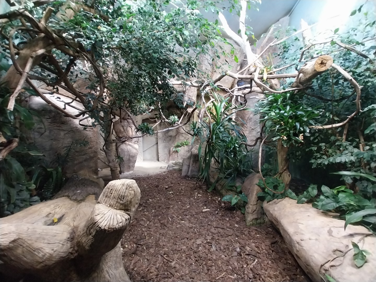 Birdhouse - Congo Peafowl (Afropavo congensis) aviary