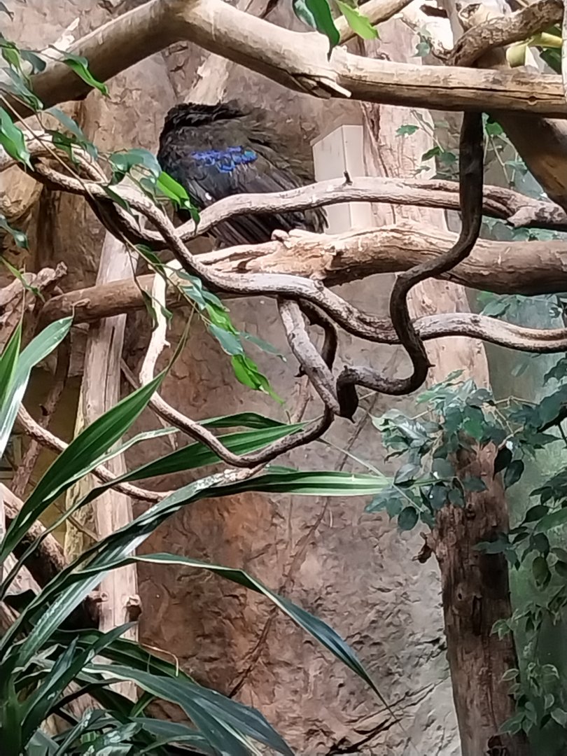 Birdhouse - Congo Peafowl (Afropavo congensis)