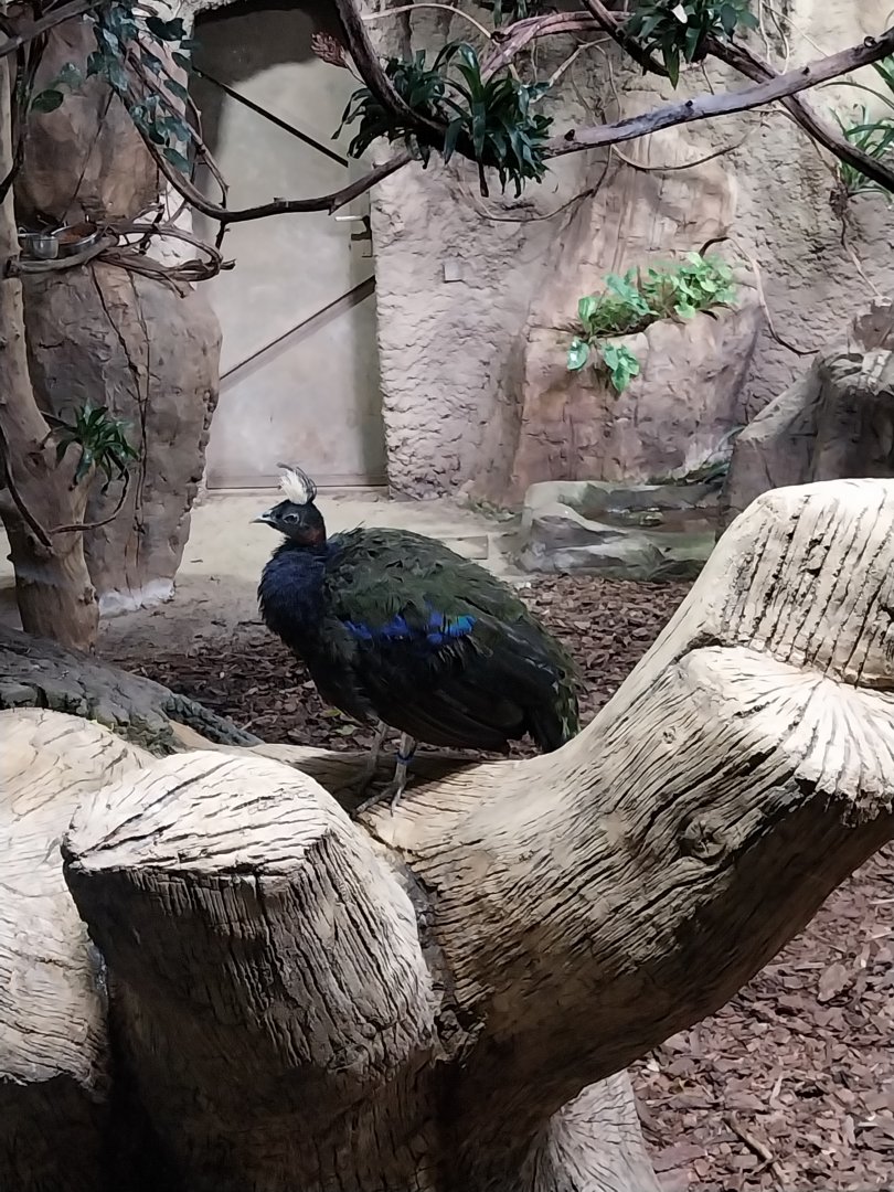 Birdhouse - Congo Peafowl (Afropavo congensis)