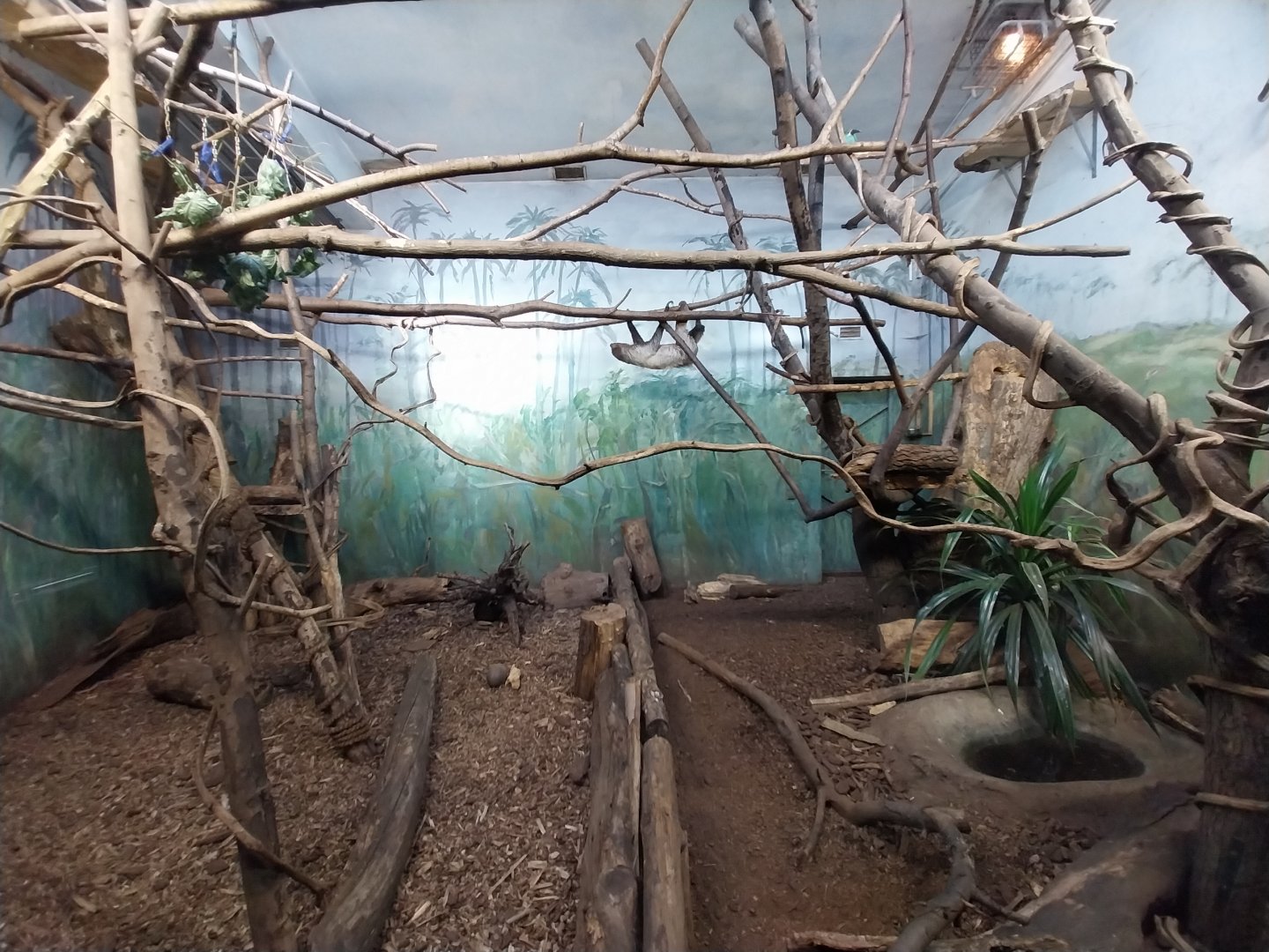 Birdhouse - Crimson-rumped Toucanet (Aulacorhynchus haematopygus) aviary