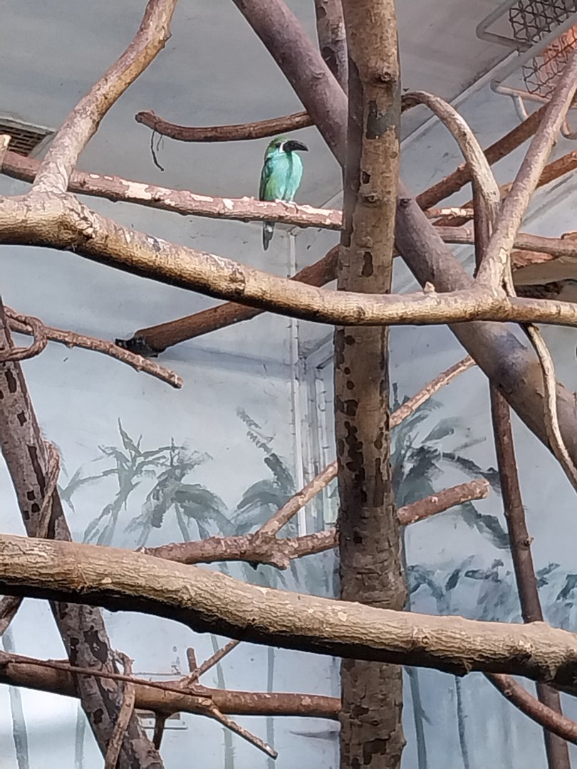 Birdhouse - Crimson-rumped Toucanet (Aulacorhynchus haematopygus)