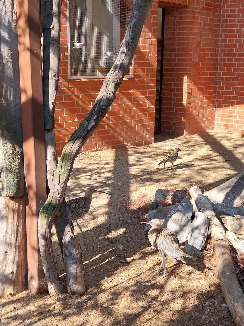 Birdhouse - Eurasian Curlew (Numenius arquata) and European Thick-knee (Burhinus oedicnemus oedicnemus)