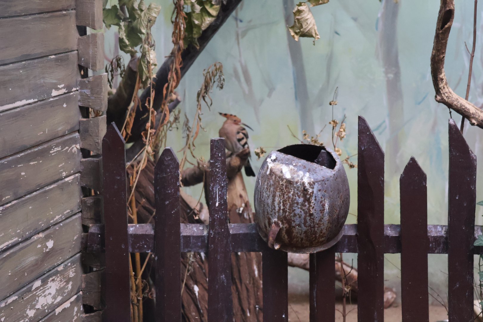 Birdhouse - Eurasian Hoopoe (Upupa epops epops)