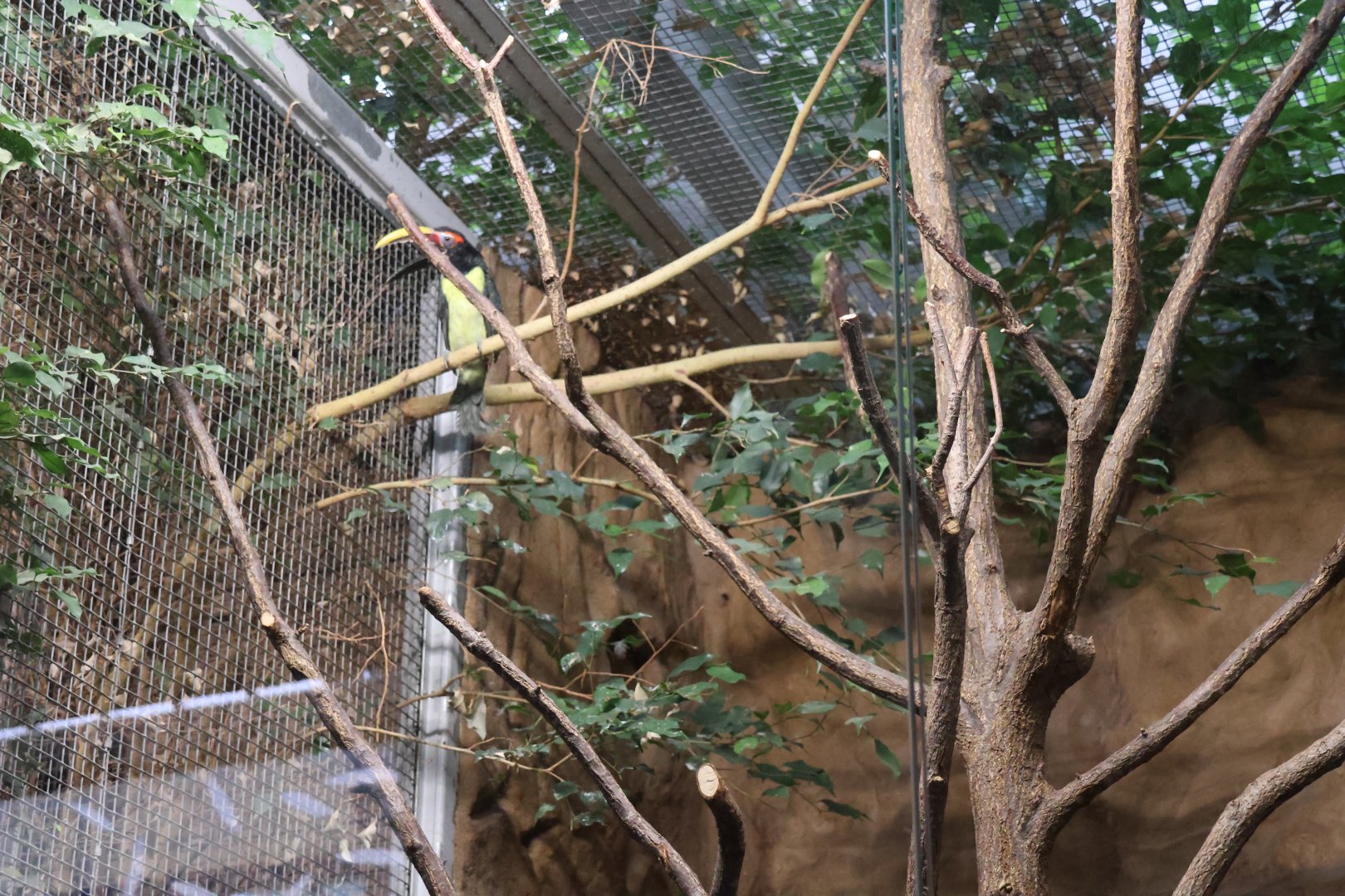 Birdhouse - Green aracari (Pteroglossus viridis)