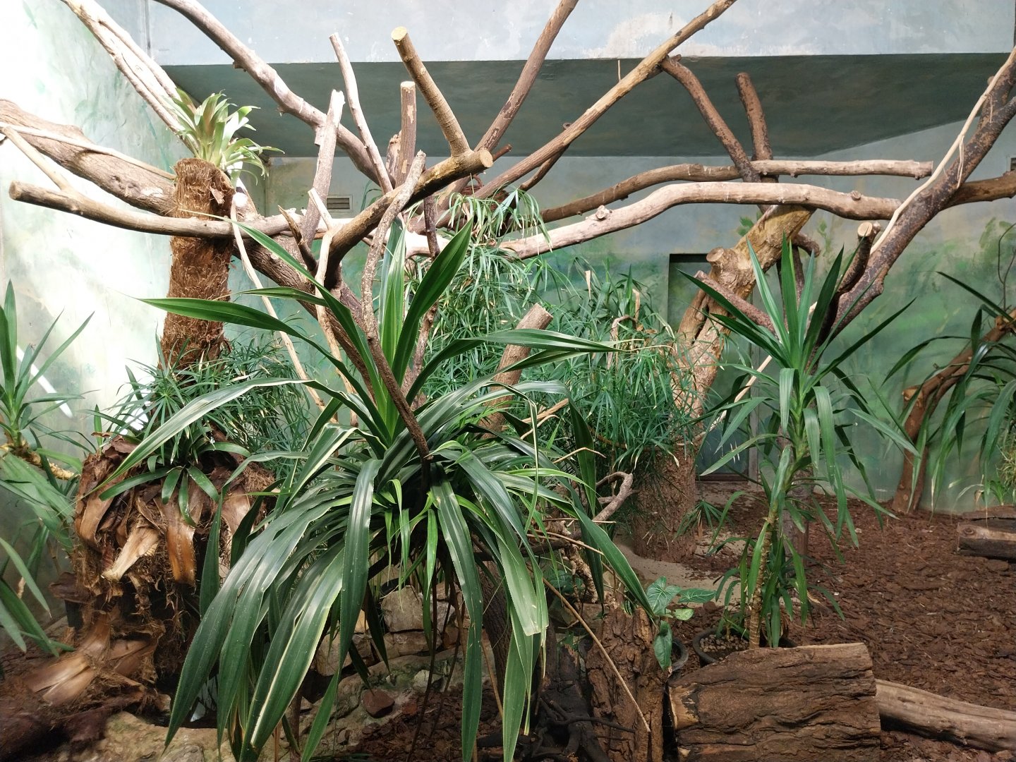 Birdhouse - Grey-winged trumpeter (Psophia crepitans) aviary
