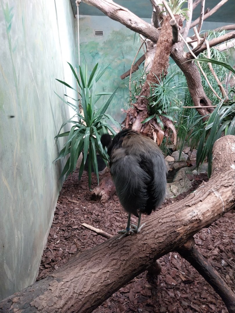 Birdhouse - Grey-winged trumpeter (Psophia crepitans)
