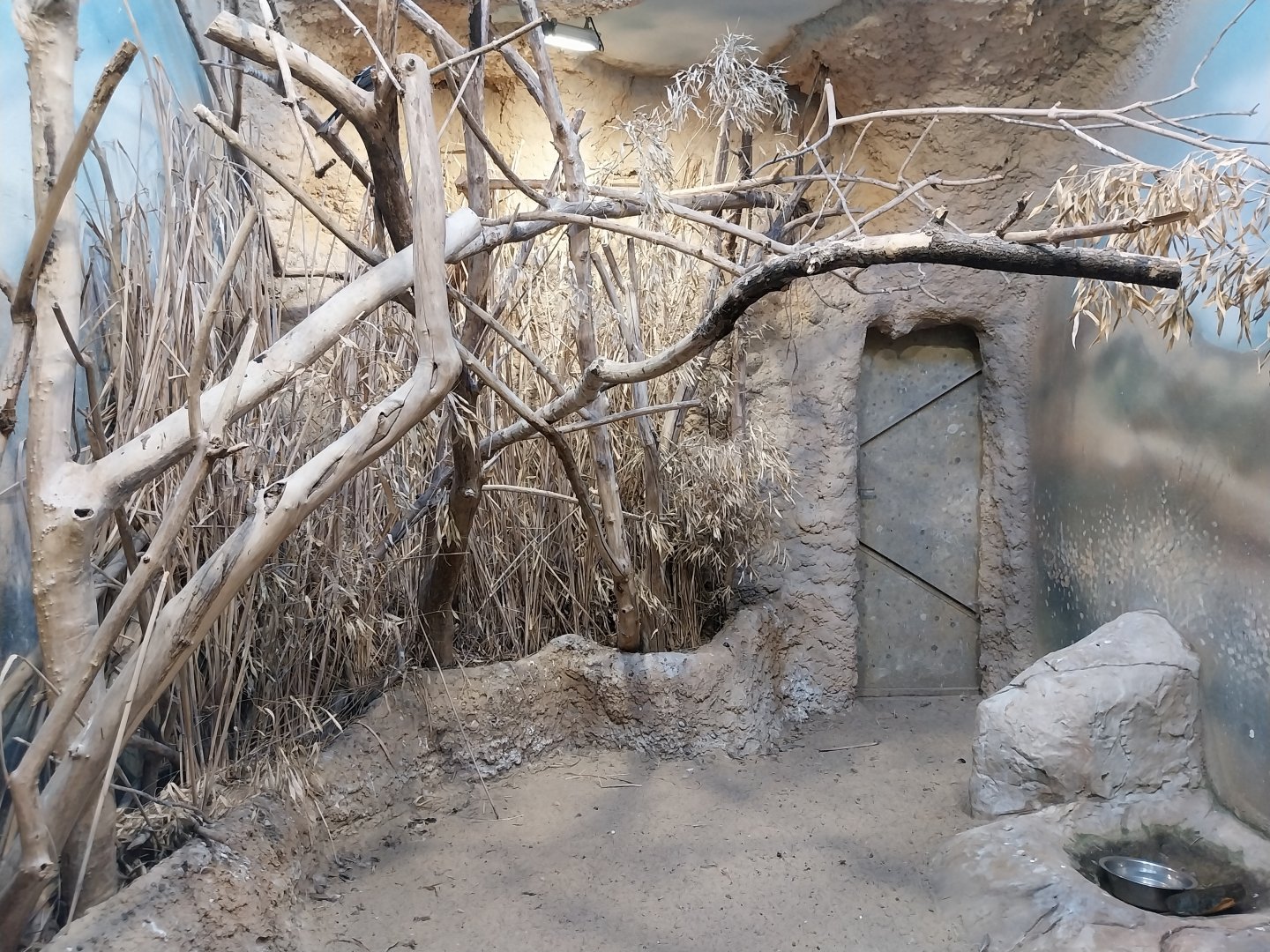 Birdhouse - Guira Cuckoo (Guira guira) and Elegant Crested Tinamou (Eudromia elegans) aviary