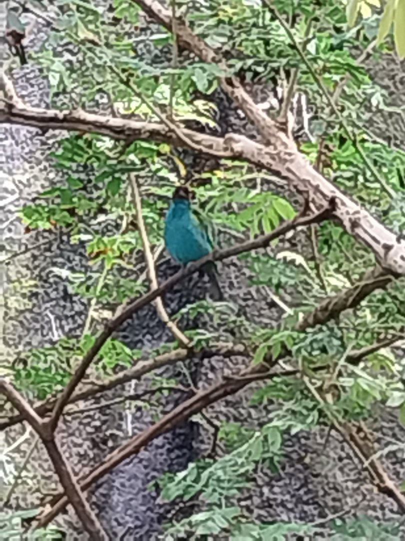 Birdhouse - Jewels of the air - Bay-headed tanager (Tangara gyrola)