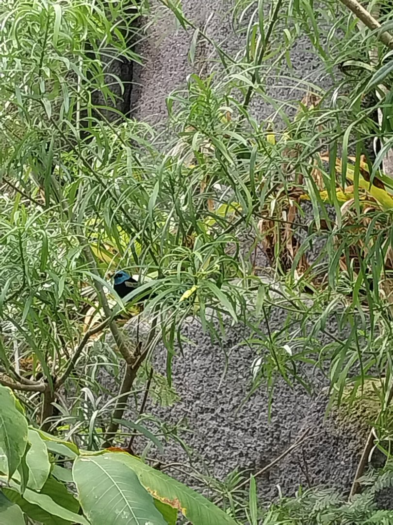 Birdhouse - Jewels of the air - Blue-necked Tanager (Tangara cyanicollis)