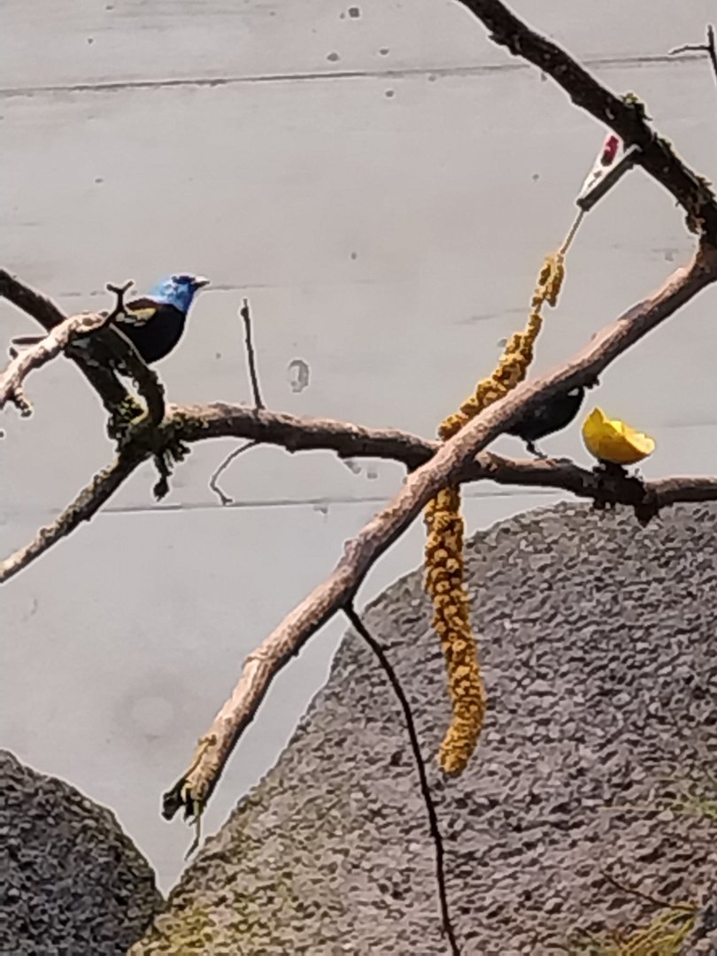 Birdhouse - Jewels of the air - Blue-necked Tanager (Tangare cyanicollis)