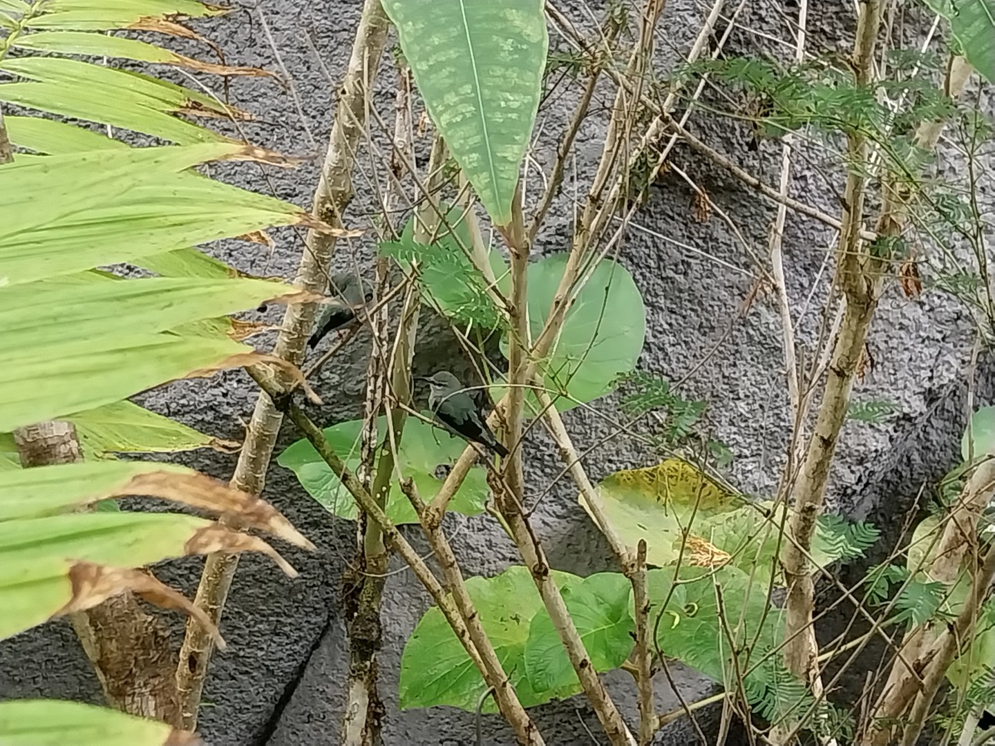 Birdhouse - Jewels of the air - Red-legged honeycreeper (Cyanerpes cyaneus)