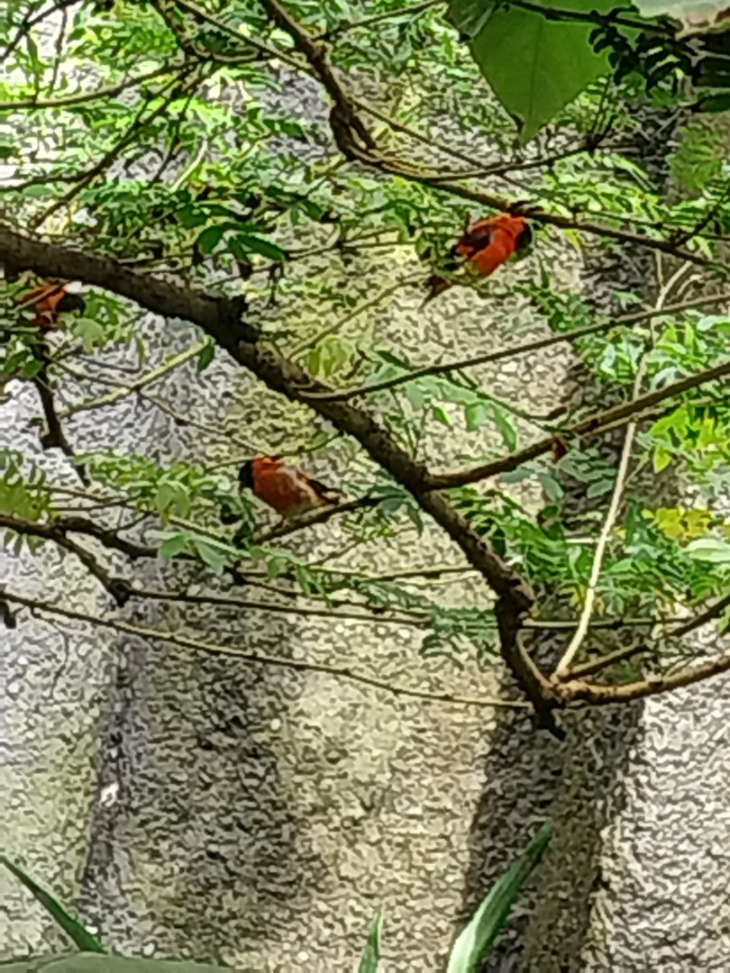 Birdhouse - Jewels of the air - Red Siskin (Spinus cucullatus)