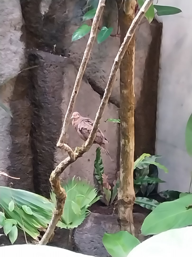 Birdhouse - Jewels of the air - Socorro Dove (Zenaida graysoni)
