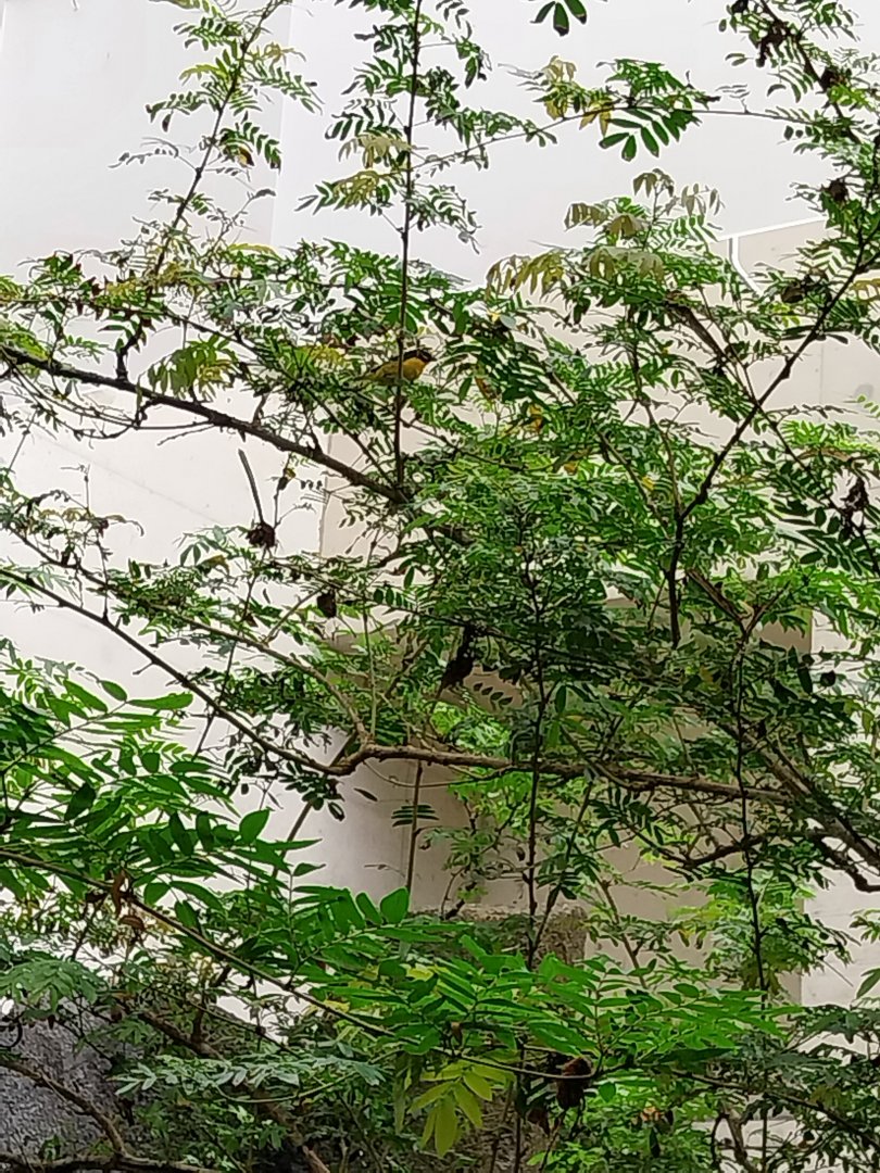 Birdhouse - Jewels of the air - Violaceous Euphonia (Euphonia violacea)