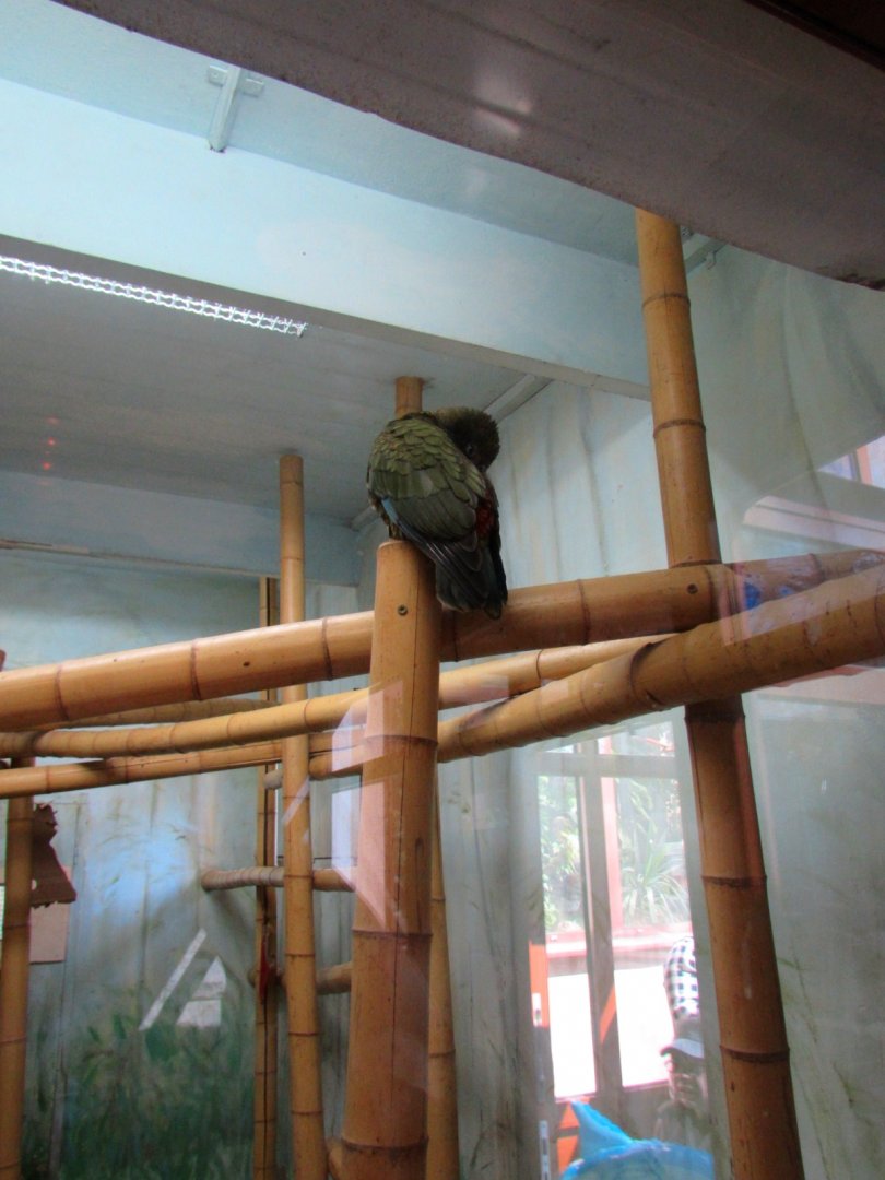 Birdhouse - Kea's enclosure