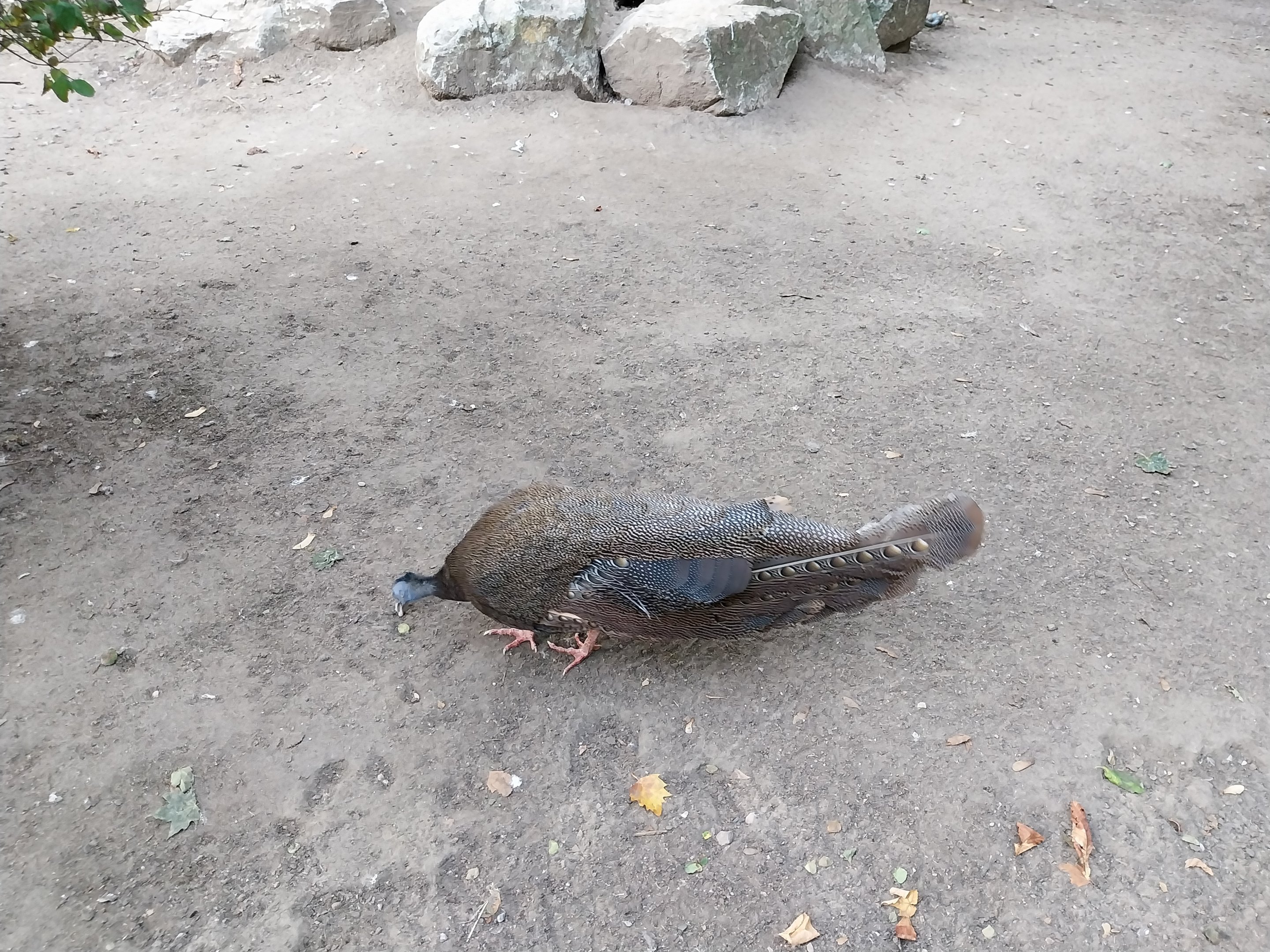 Birdhouse  - Main Aviary - Malaysian Great Argus (Argusianus argus argus)