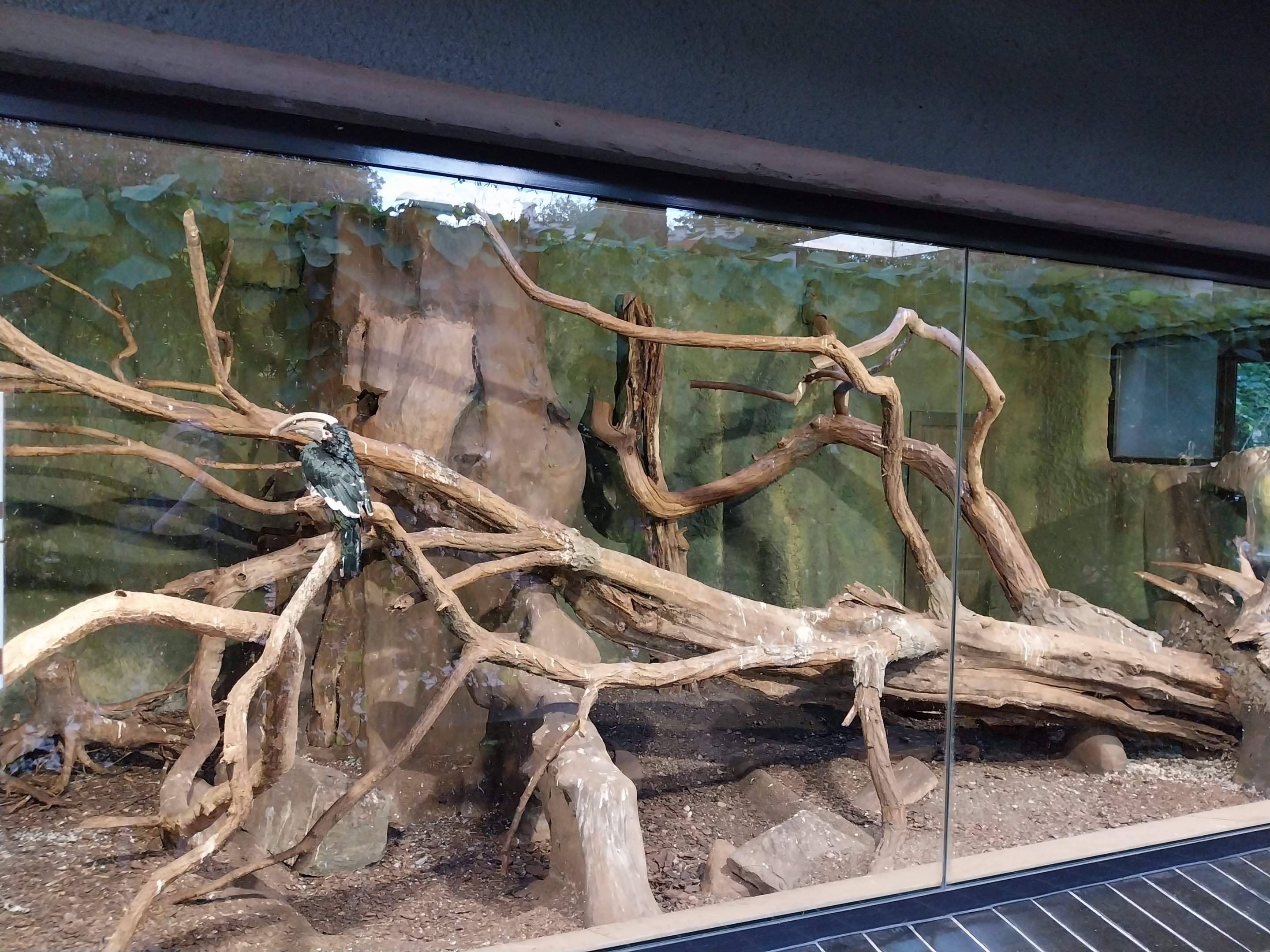 Birdhouse  - Main Aviary - Trumpeter Hornbill (Bycanistes bucinator)