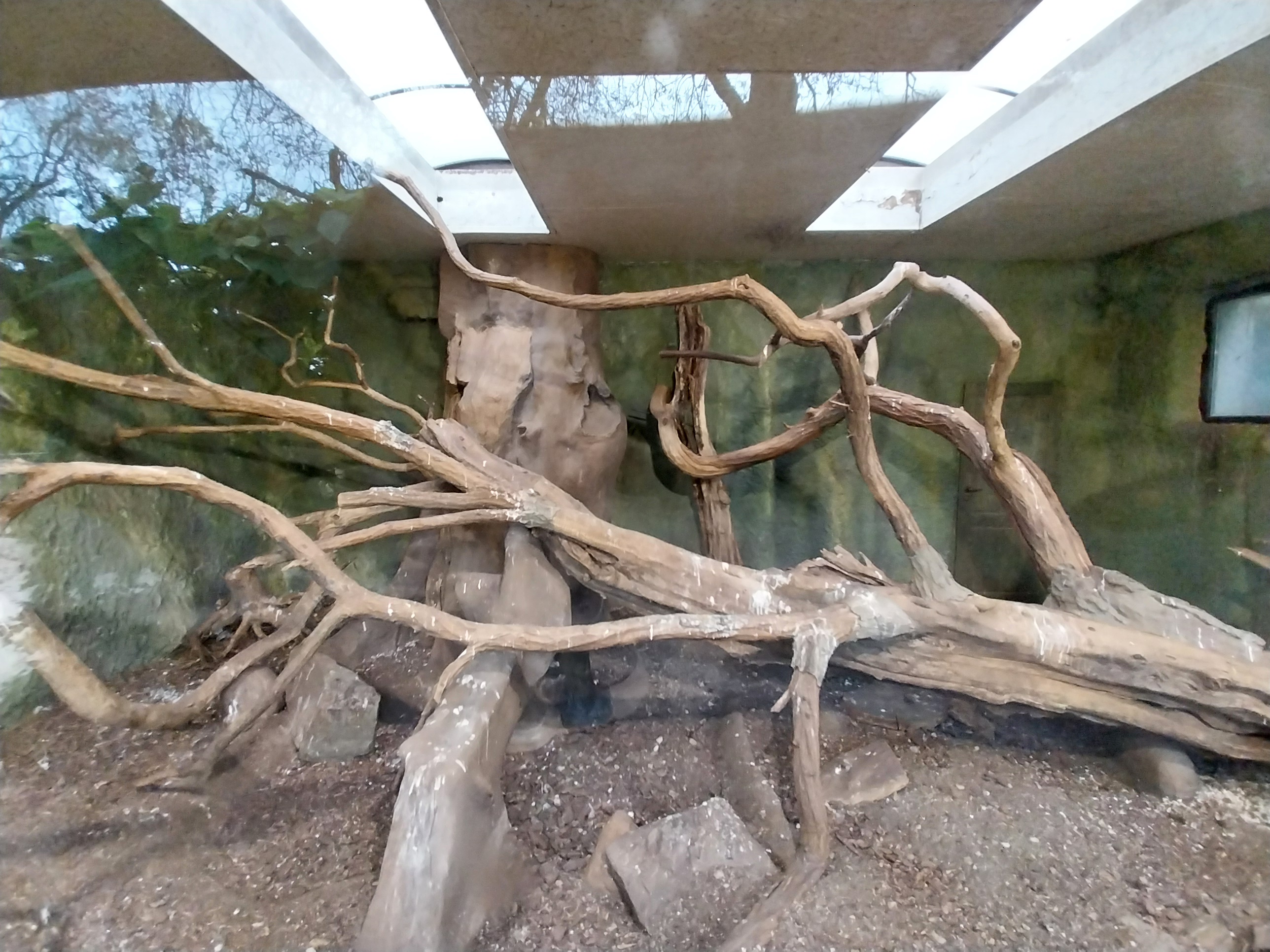 Birdhouse  - Main Aviary - Trumpeter Hornbill (Bycanistes bucinator)