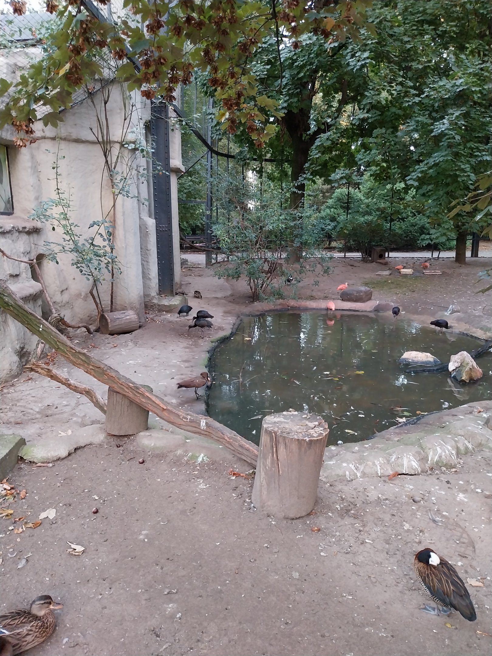 Birdhouse  - Main Aviary