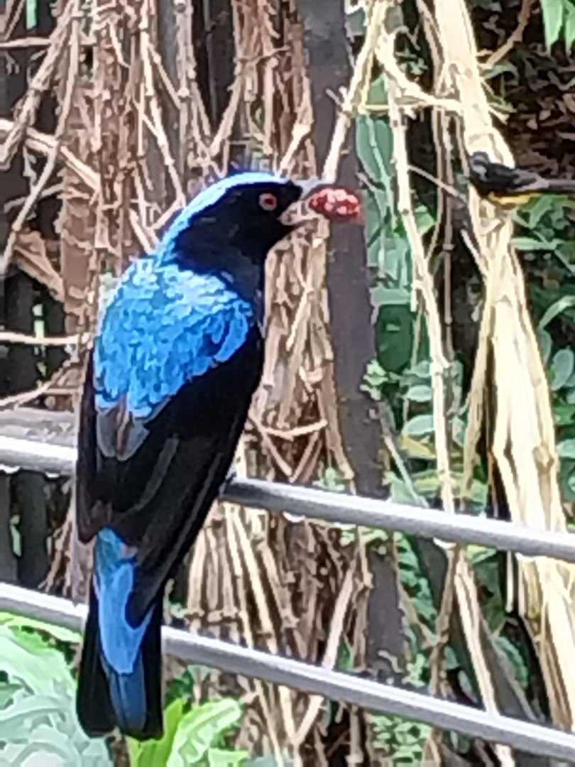 Birdhouse - Main hall - Asian fairy-bluebird (Irena puella)