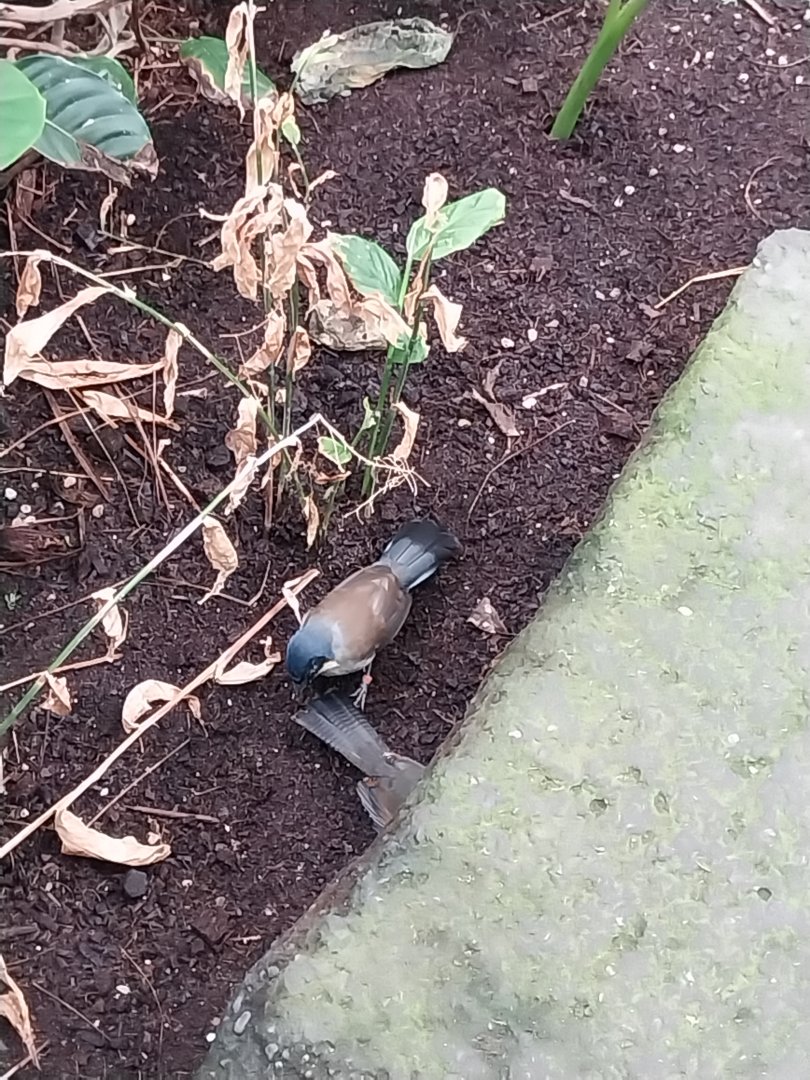 Birdhouse - Main hall - Blue-crowned laughingthrush (Pterorhinus courtoisi)
