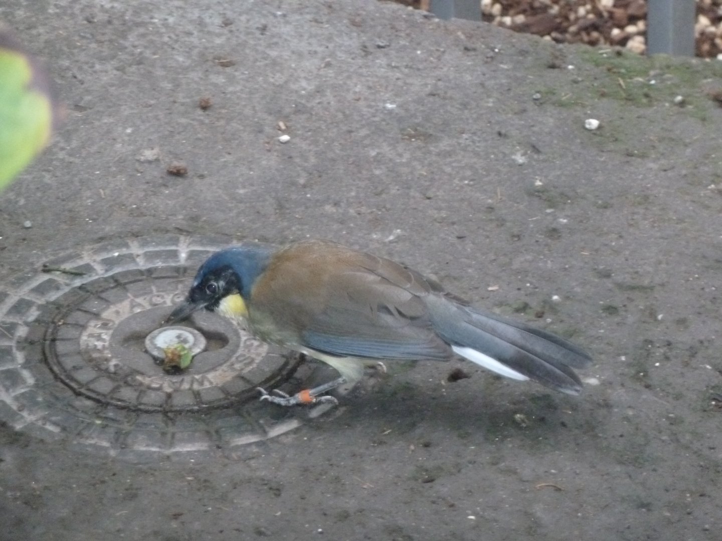 Birdhouse - Main hall - Blue-crowned laughingthrush (Pterorhinus courtoisi)