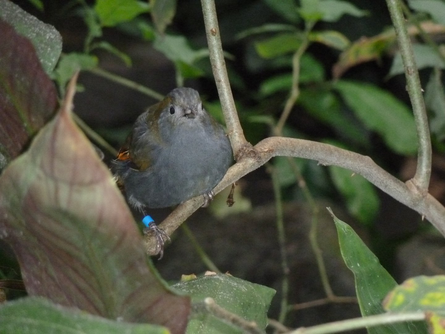 Birdhouse - Main hall - Emei Shan liocichla (Liocichla omeiensis)